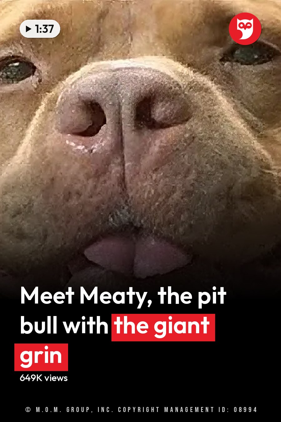 A light brown pit bull or pit bull mix dog with white markings around its chest indoors during daytime. The headline runs in white letters across the lower third.
