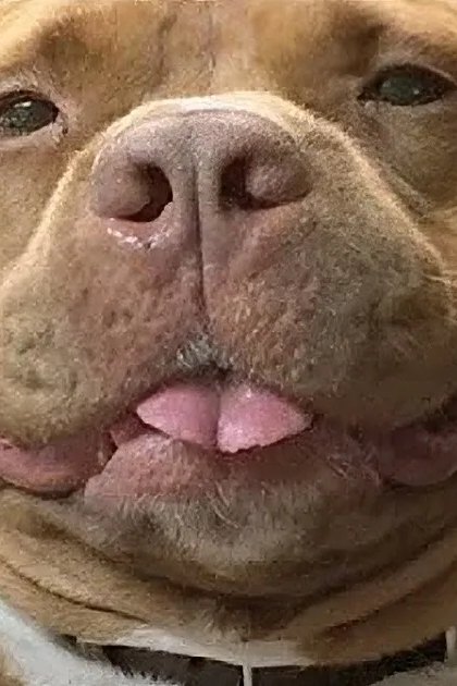 A light brown pit bull or pit bull mix dog with white markings around its chest indoors during daytime.
