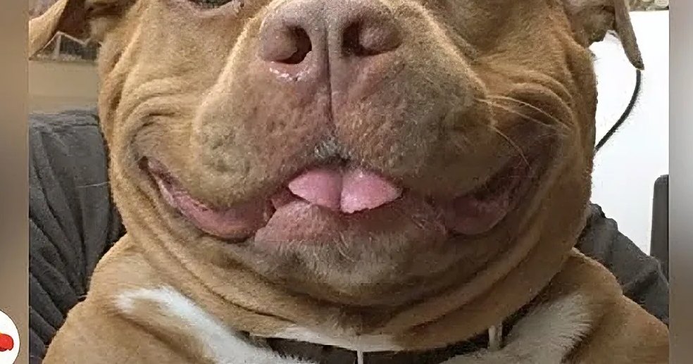 A light brown pit bull or pit bull mix dog with white markings around its chest indoors during daytime.