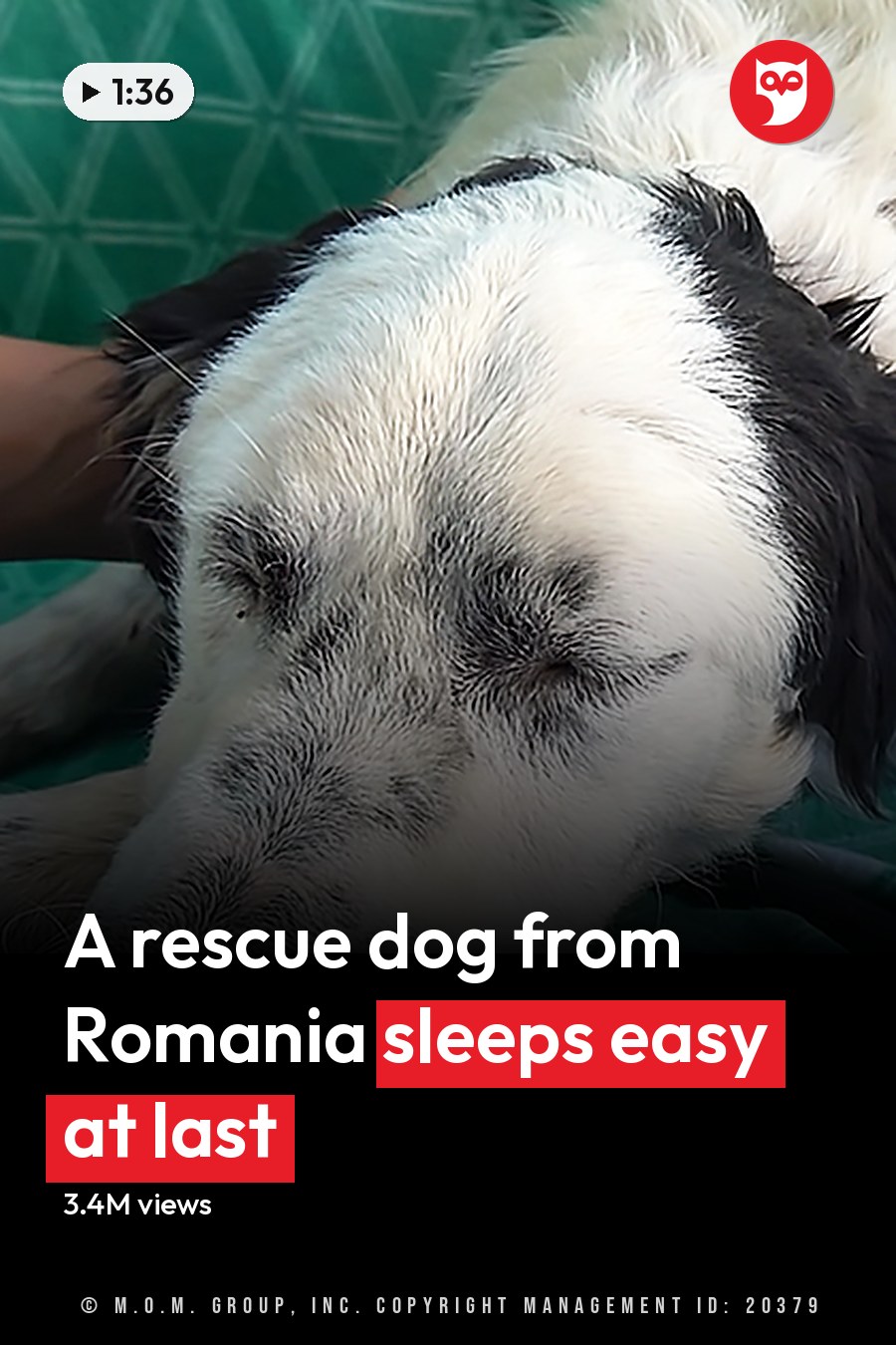 An adult female dog, possibly a Border Collie or similar herding breed, rests on a green patterned surface in an indoor setting with natural daylight. The headline runs in white letters across the lower third.