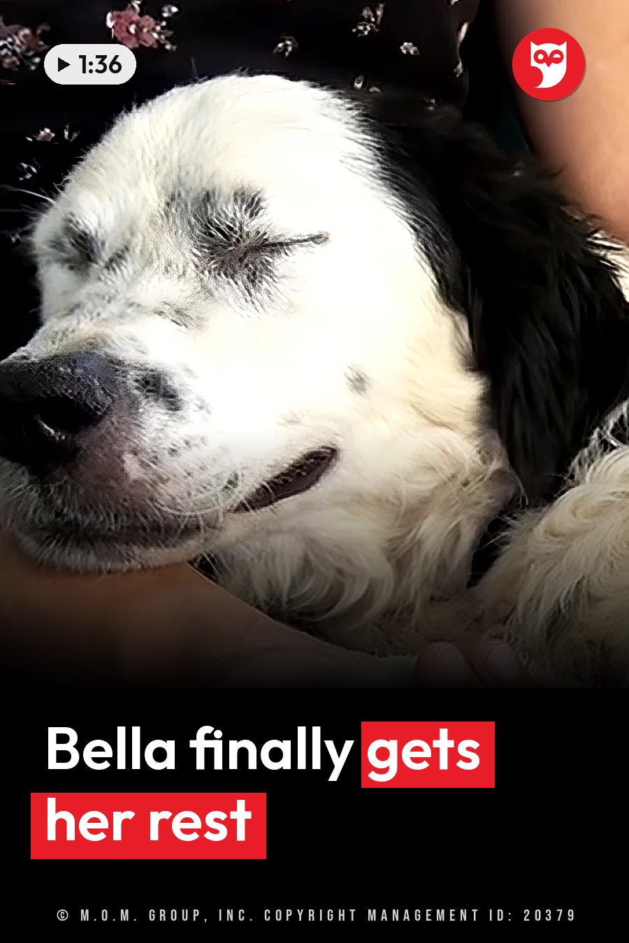 A black-and-white dog sleeps with her eyes closed, nestled against a person's arm. A headline runs in white letters across the lower third.