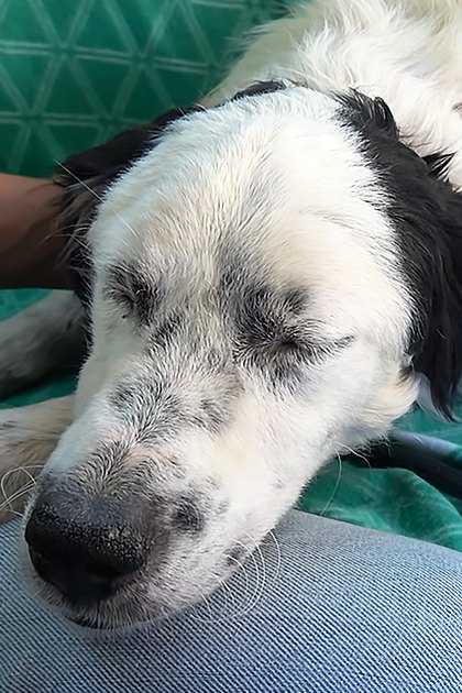 An adult female dog, possibly a Border Collie or similar herding breed, rests on a green patterned surface in an indoor setting with natural daylight.