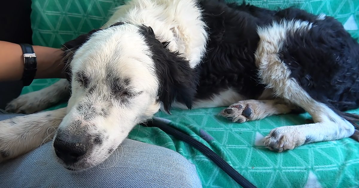 An adult female dog, possibly a Border Collie or similar herding breed, rests on a green patterned surface in an indoor setting with natural daylight.