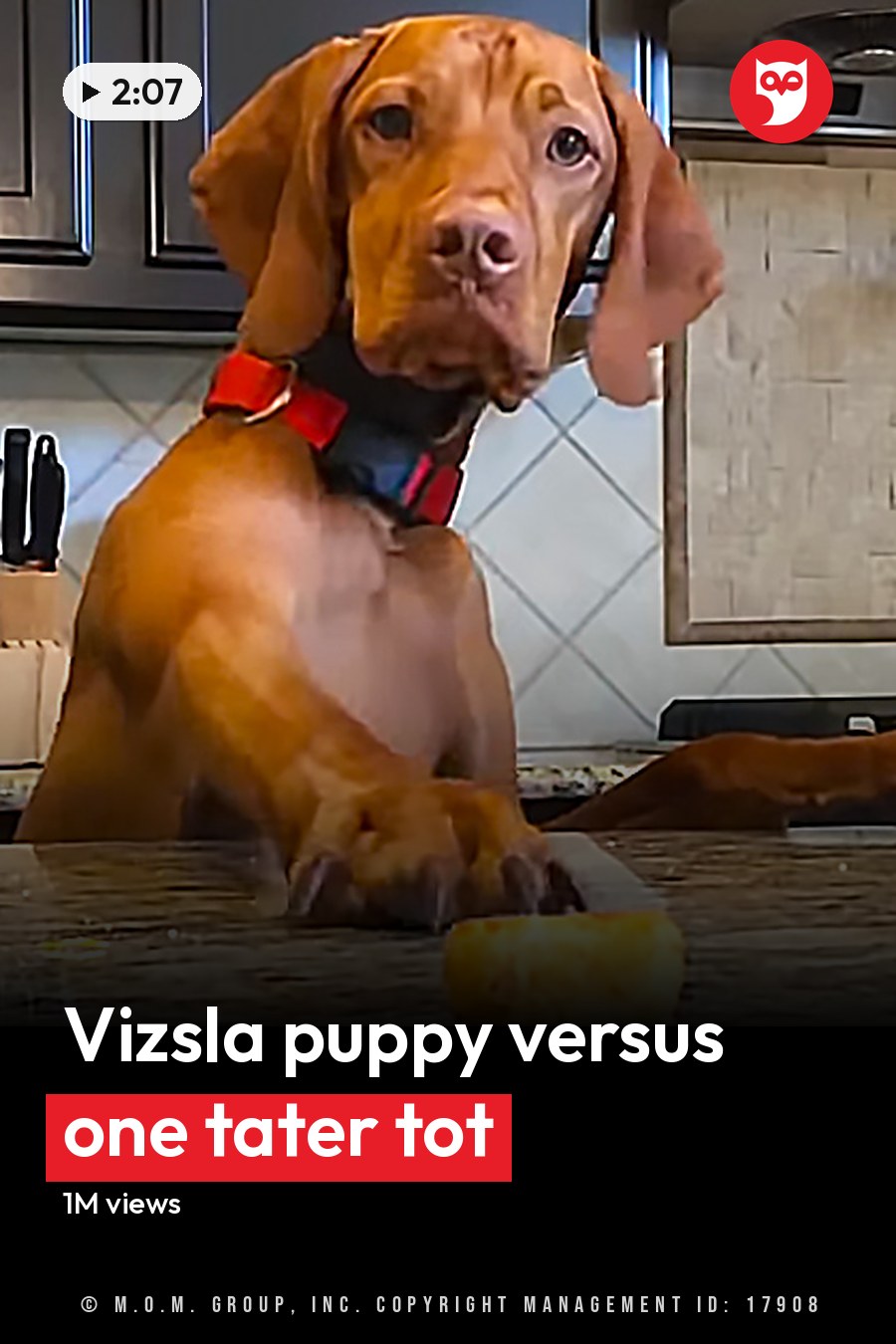 A young adult reddish-brown Vizsla puppy with floppy ears stands on a granite countertop in a kitchen with dark cabinets, stainless steel appliances, and a bottle of dish soap. The headline runs in white letters across the lower third.