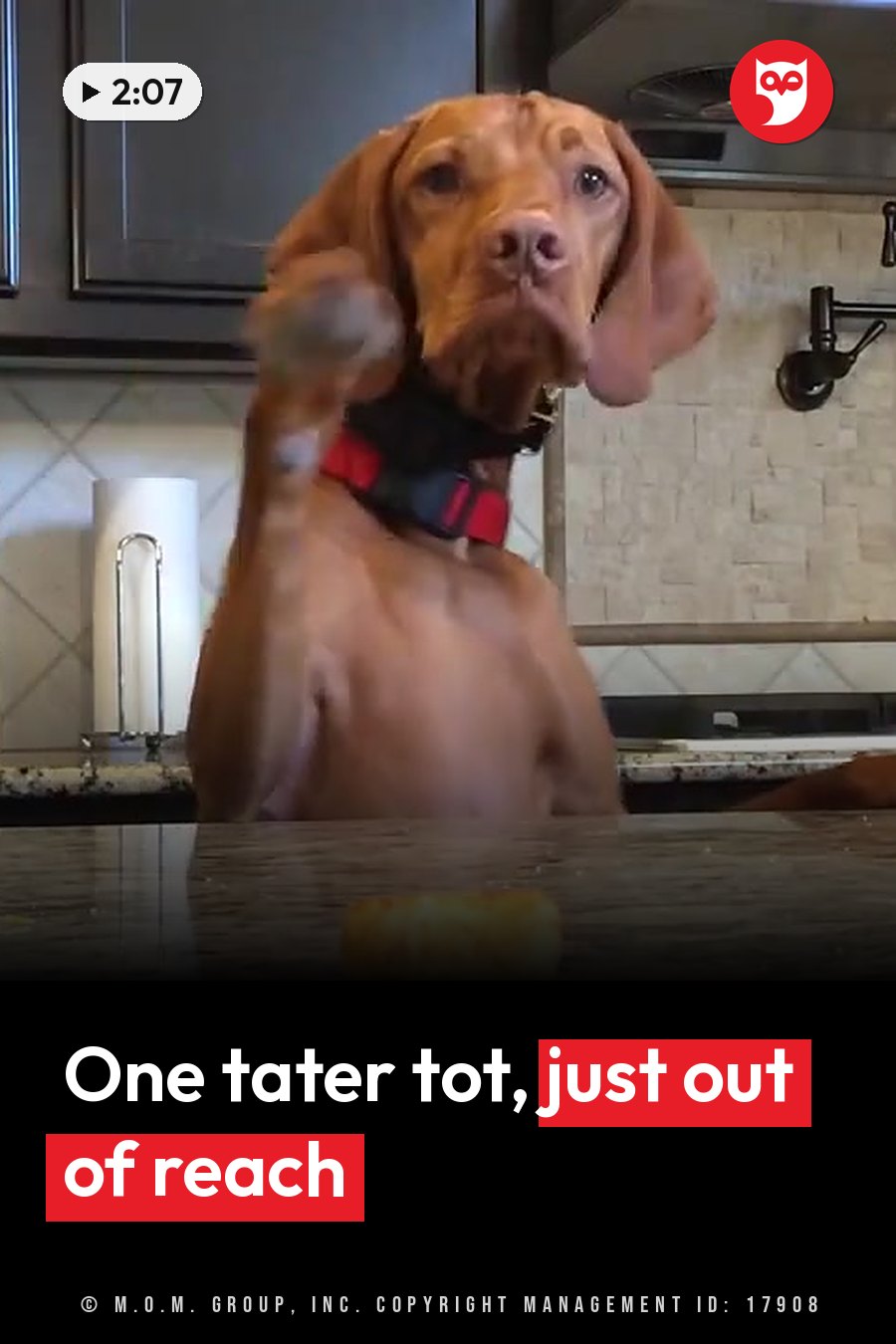 A reddish-brown dog in a red collar stands on his hind legs with one front paw raised beside a kitchen counter. A headline runs in white letters across the lower third.