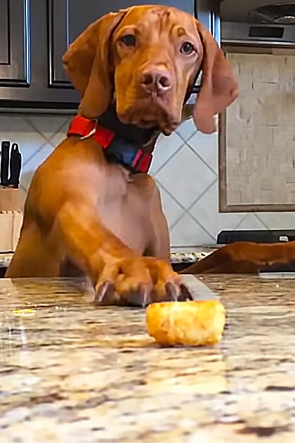 A young adult reddish-brown Vizsla puppy with floppy ears stands on a granite countertop in a kitchen with dark cabinets, stainless steel appliances, and a bottle of dish soap.