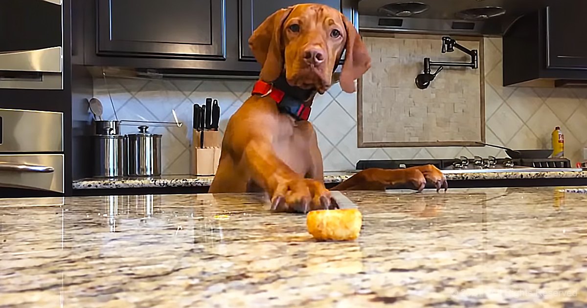 A young adult reddish-brown Vizsla puppy with floppy ears stands on a granite countertop in a kitchen with dark cabinets, stainless steel appliances, and a bottle of dish soap.