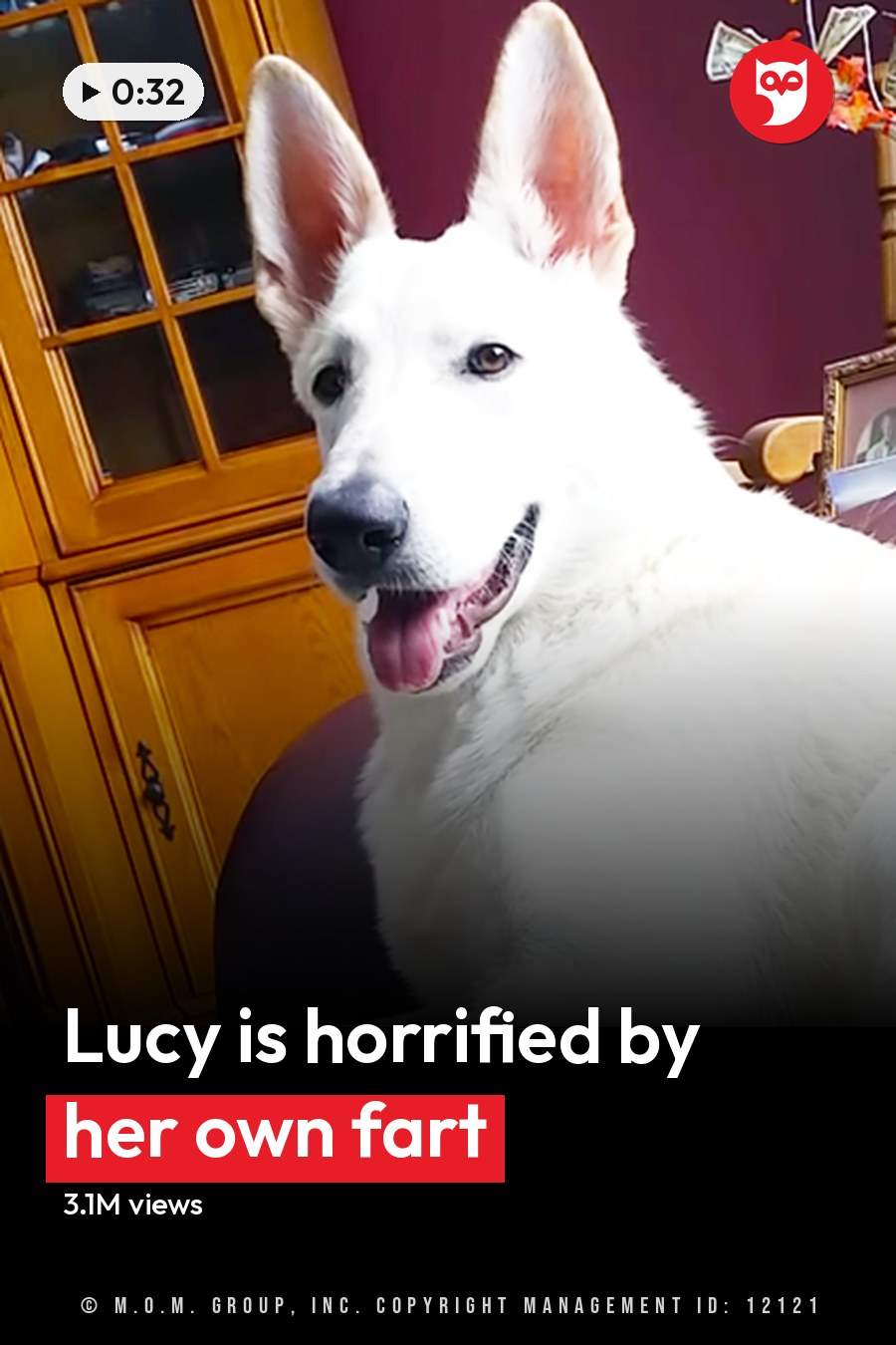 A large, white German Shepherd or similar breed dog lying on a dark leather couch in an indoor living room setting with autumn leaves visible. The scene suggests fall and natural light. The headline runs in white letters across the lower third.