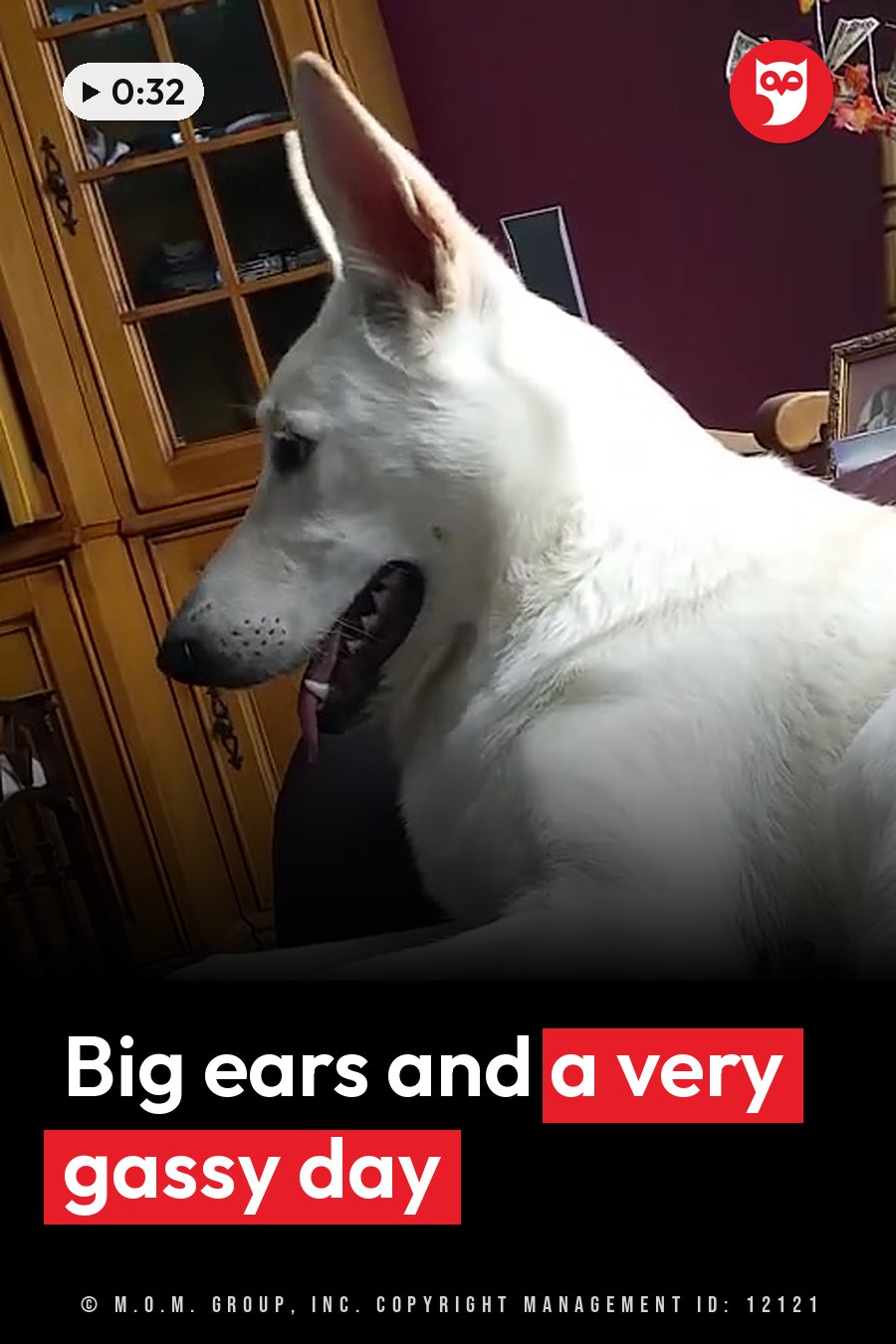 A white dog with tall pointed ears sits indoors next to a wooden cabinet, tongue out, looking to the left. A headline runs in white letters across the lower third.