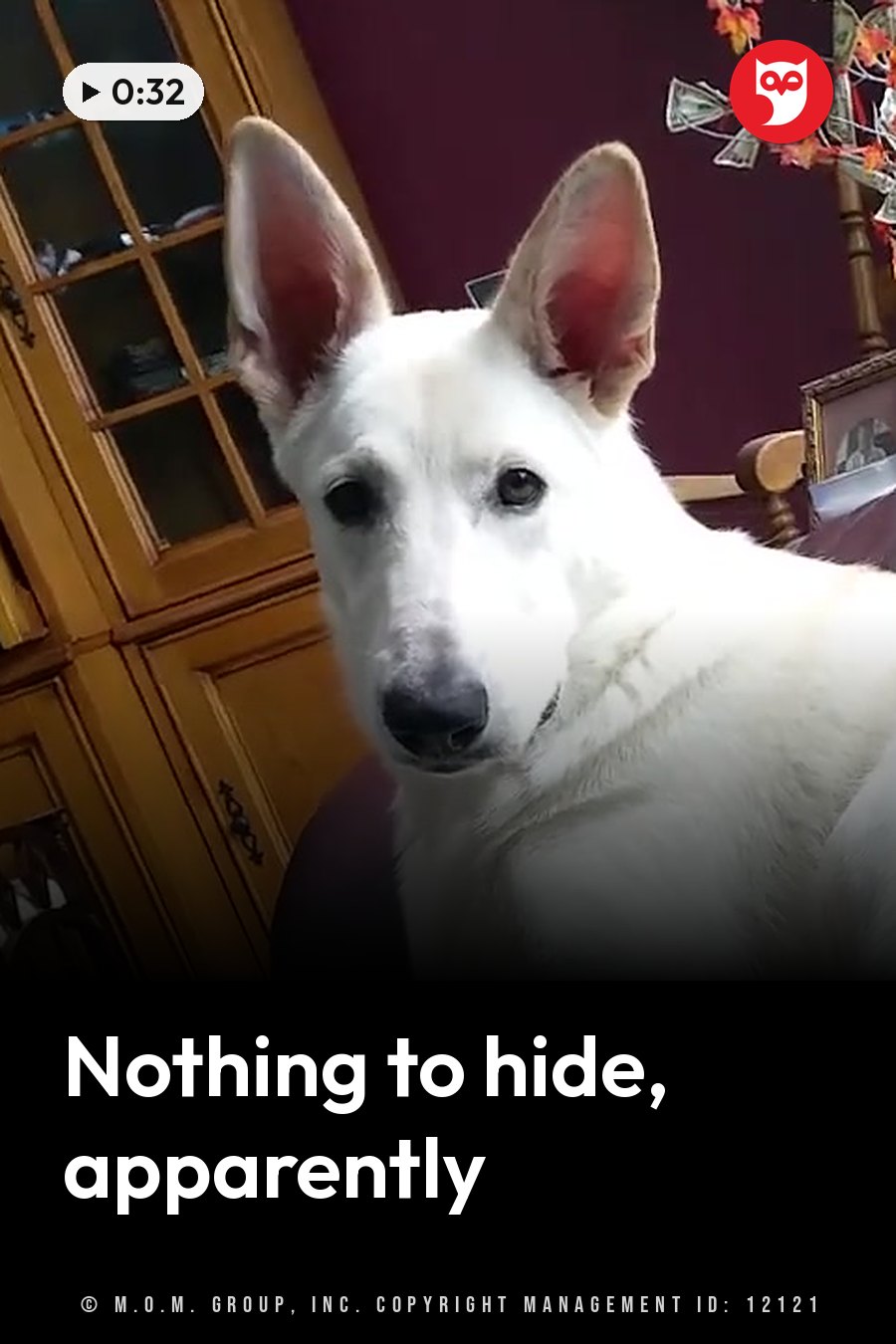A white dog with large upright ears sits indoors and looks straight ahead toward the camera. A headline runs in white letters across the lower third.