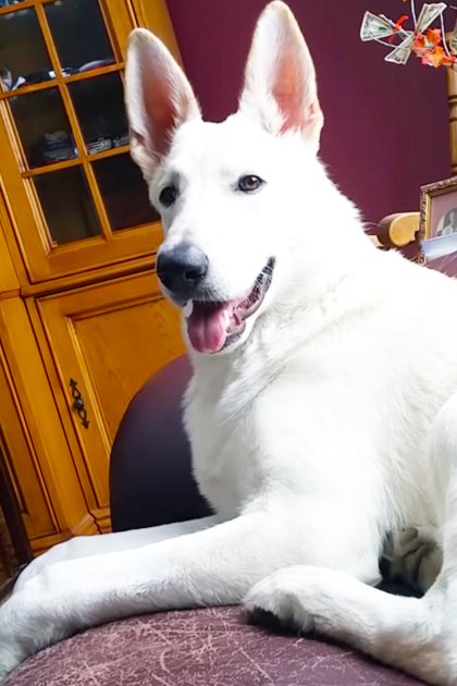 A large, white German Shepherd or similar breed dog lying on a dark leather couch in an indoor living room setting with autumn leaves visible. The scene suggests fall and natural light.