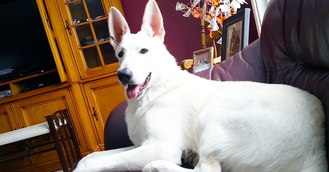 A large, white German Shepherd or similar breed dog lying on a dark leather couch in an indoor living room setting with autumn leaves visible. The scene suggests fall and natural light.