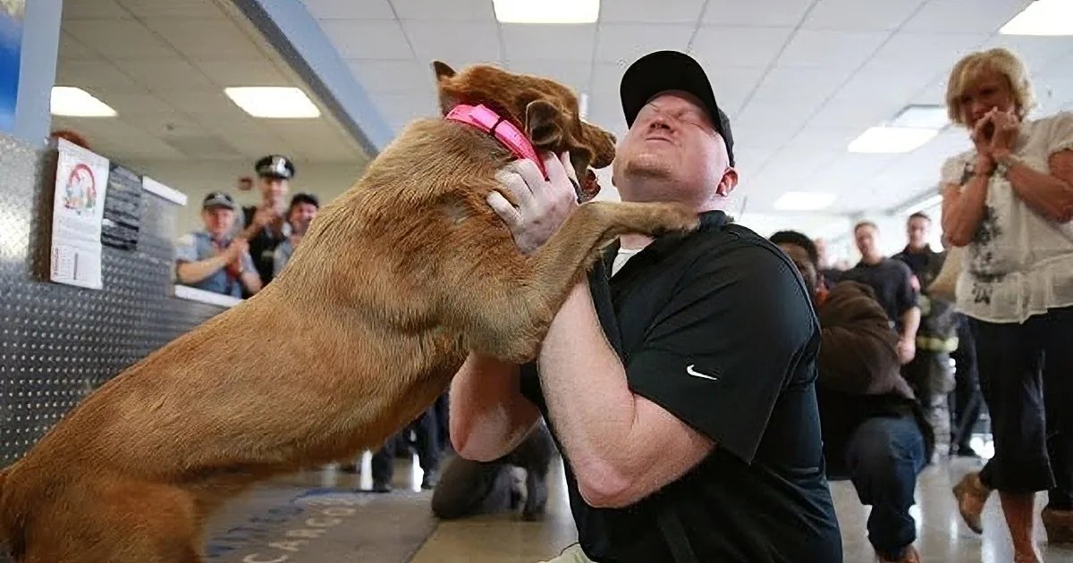 An adult male hugging a golden-brown Labrador Retriever mix in an indoor setting with other people interacting with animals, bright lighting suggesting daytime.