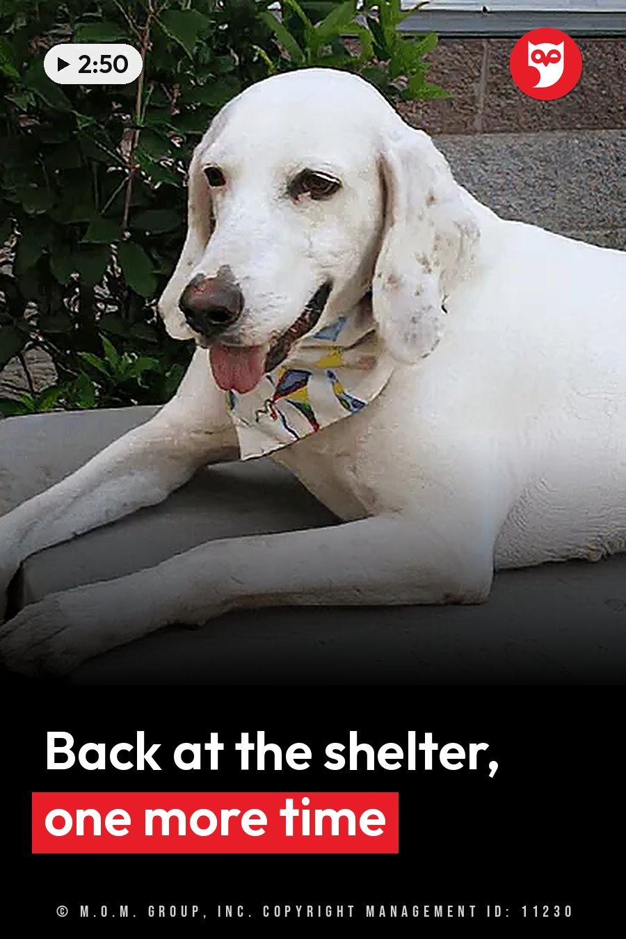 A white dog with floppy ears lies on concrete with tongue out and a colorful bandana around the neck. A headline runs in white letters across the lower third.