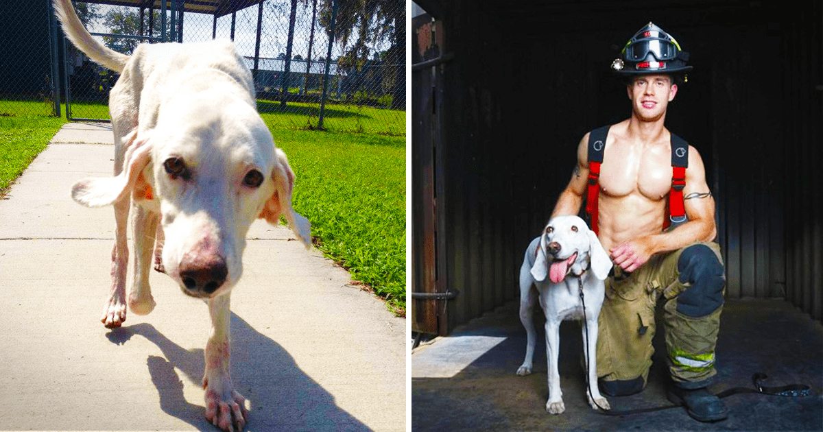 A white Labrador Retriever or similar breed dog in a park-like area with bright daylight and green grass.