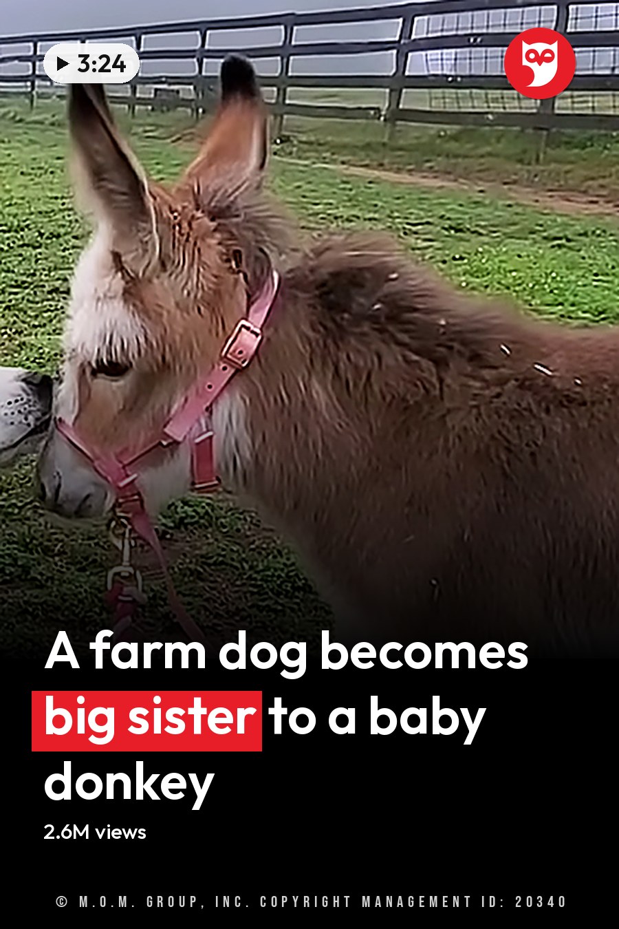 Medium-sized dog with white and brown markings interacting with a light brown donkey wearing a pink halter in an outdoor farm setting under diffused overcast light, surrounded by wooden fences and grassy fields. The headline runs in white letters across the lower third.