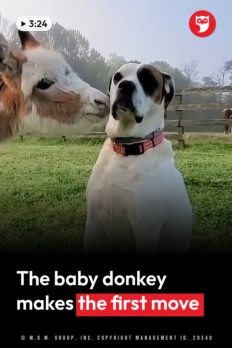 A dog in a red collar sits facing forward while another animal nuzzles the side of her face. A headline runs in white letters across the lower third.