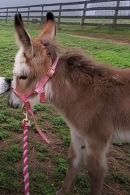 Medium-sized dog with white and brown markings interacting with a light brown donkey wearing a pink halter in an outdoor farm setting under diffused overcast light, surrounded by wooden fences and grassy fields.