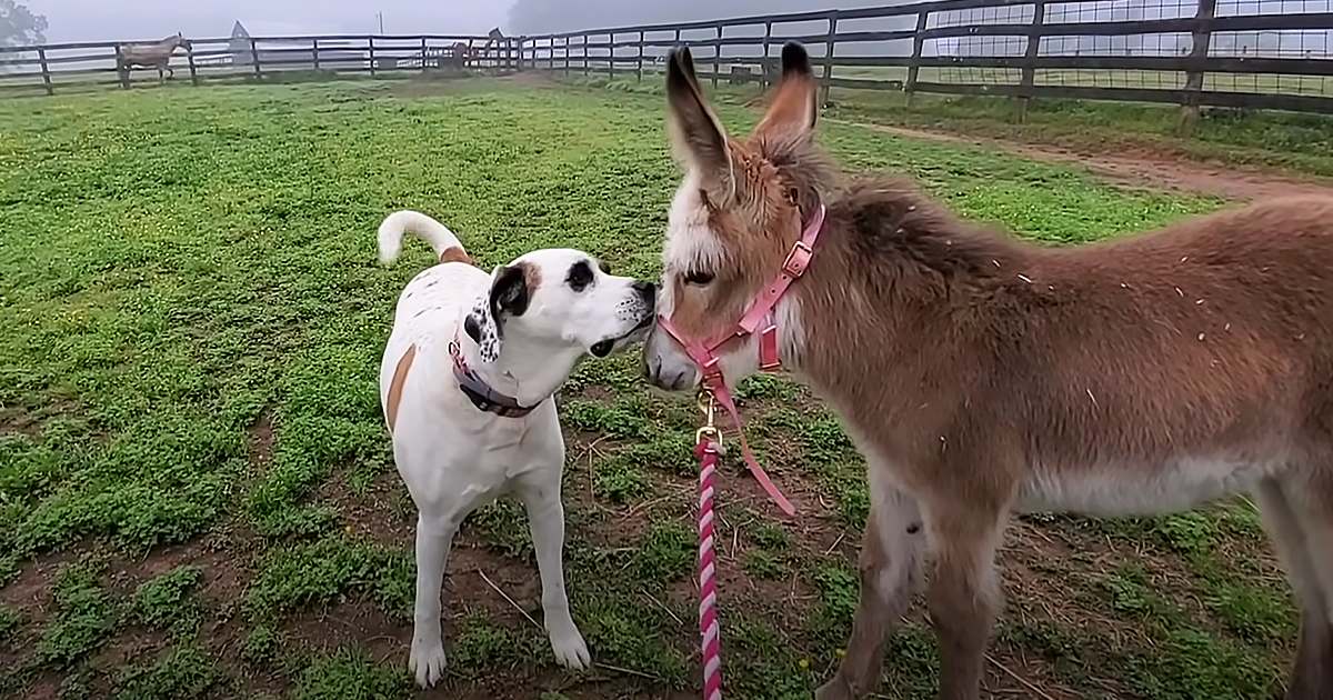 Medium-sized dog with white and brown markings interacting with a light brown donkey wearing a pink halter in an outdoor farm setting under diffused overcast light, surrounded by wooden fences and grassy fields.