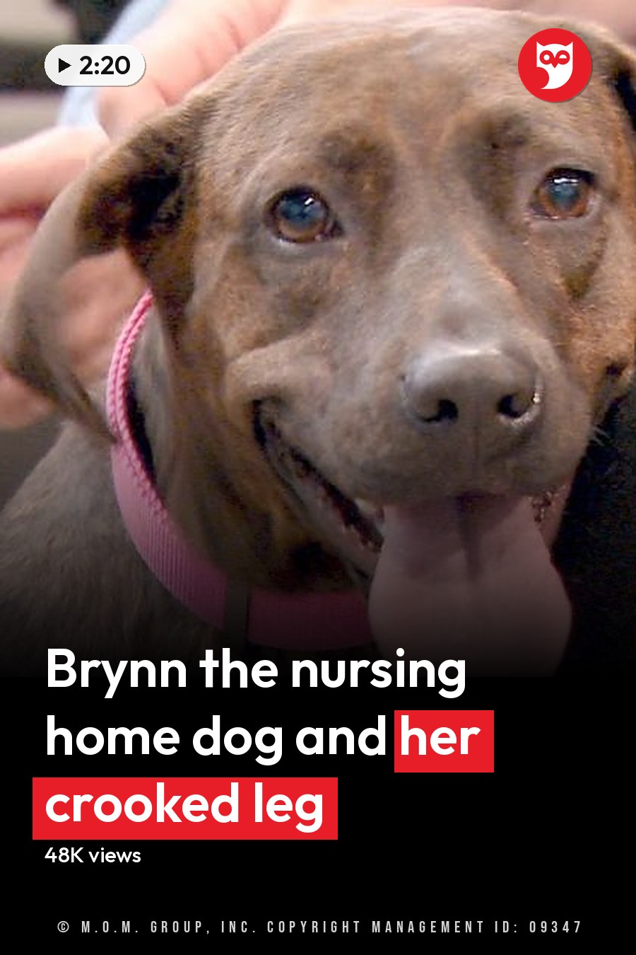An adult brown brindle dog wearing a pink collar, indoors in what appears to be a veterinary clinic. The headline runs in white letters across the lower third.