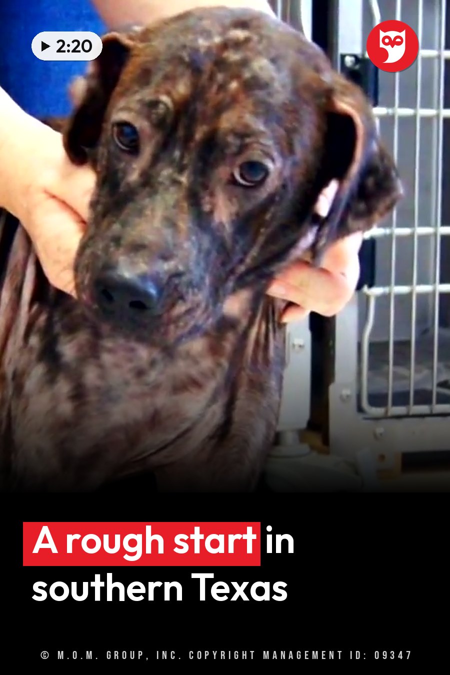 A person holds a brindle dog with dark eyes near a metal cage. A headline runs in white letters across the lower third.