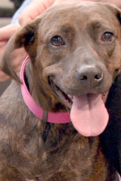 An adult brown brindle dog wearing a pink collar, indoors in what appears to be a veterinary clinic.