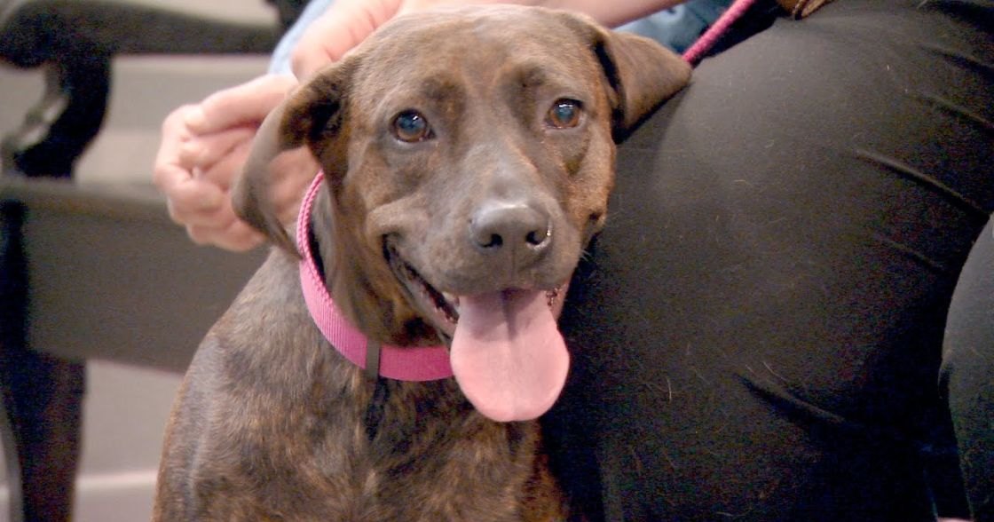 An adult brown brindle dog wearing a pink collar, indoors in what appears to be a veterinary clinic.