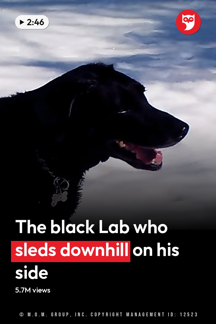 A black dog wearing a collar with a bone-shaped tag stands outdoors in a snowy landscape on what appears to be a winter day, bathed in natural sunlight. The headline runs in white letters across the lower third.