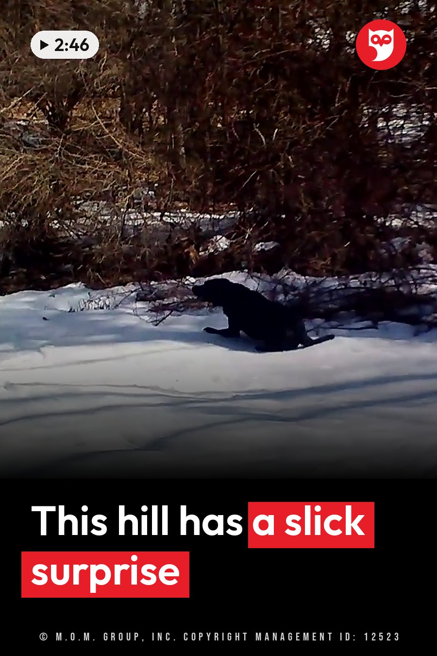 A black dog walks through snow near bare bushes on a sunny day. A headline runs in white letters across the lower third.