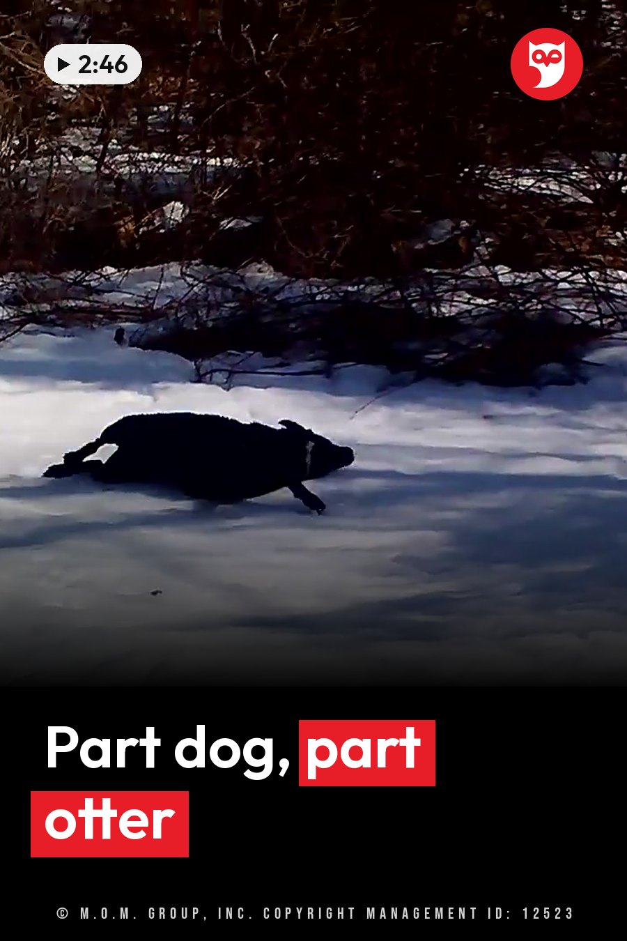A black dog lies on snowy ground near dark bushes. A headline runs in white letters across the lower third.
