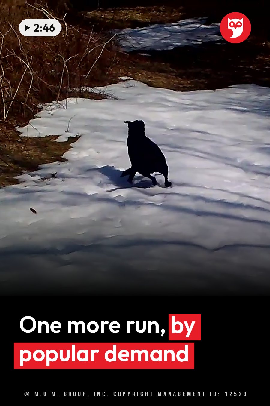 The dark shape of a dog sits upright on snow-covered ground near bare bushes. A headline runs in white letters across the lower third.