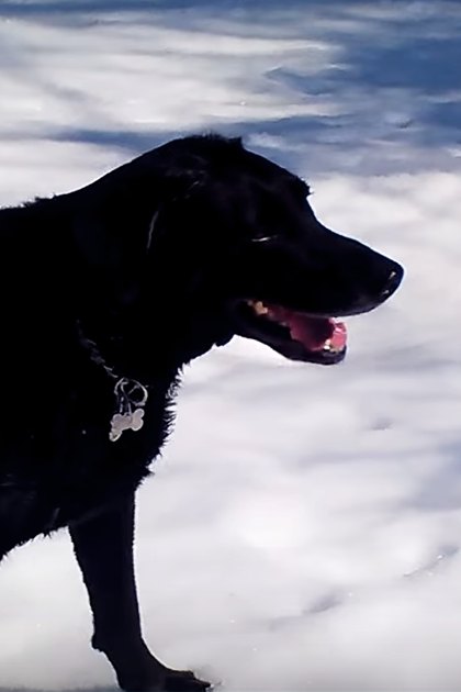 A black dog wearing a collar with a bone-shaped tag stands outdoors in a snowy landscape on what appears to be a winter day, bathed in natural sunlight.