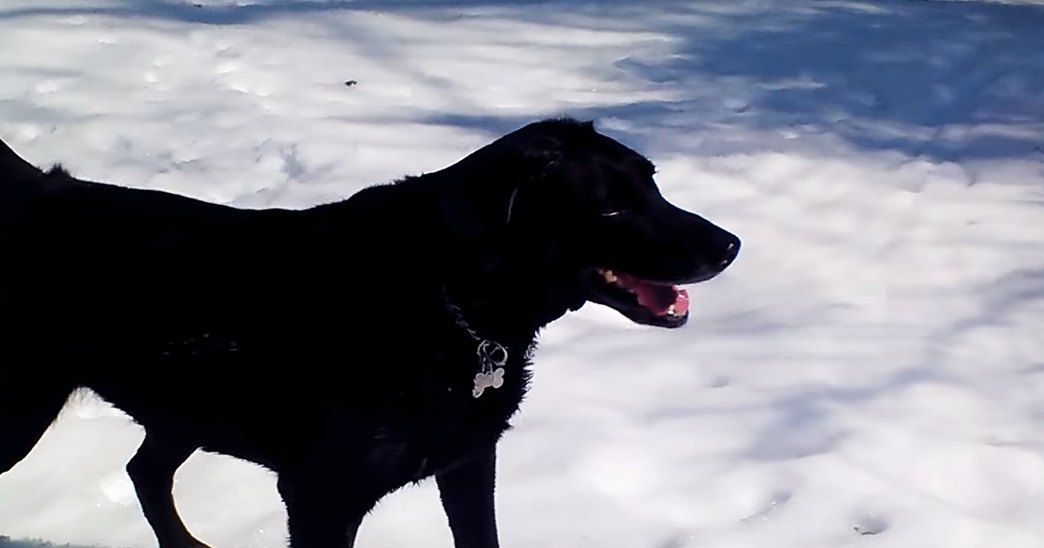 A black dog wearing a collar with a bone-shaped tag stands outdoors in a snowy landscape on what appears to be a winter day, bathed in natural sunlight.