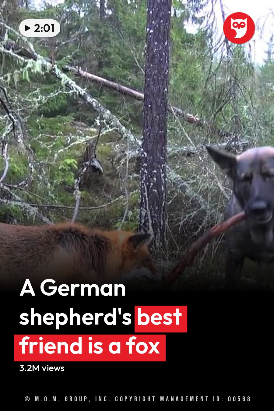 A red fox with a bushy tail and an adult German Shepherd in a dense forest setting at late afternoon or early evening, likely autumn. The headline runs in white letters across the lower third.