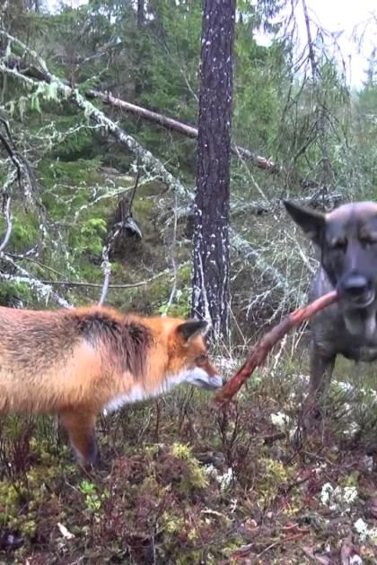 A red fox with a bushy tail and an adult German Shepherd in a dense forest setting at late afternoon or early evening, likely autumn.