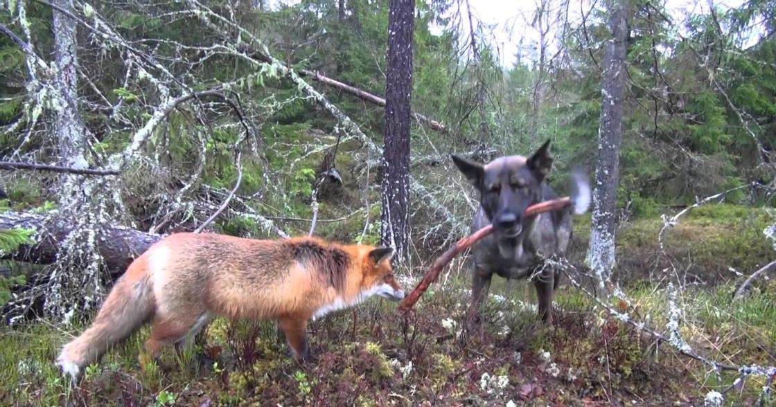 A red fox with a bushy tail and an adult German Shepherd in a dense forest setting at late afternoon or early evening, likely autumn.