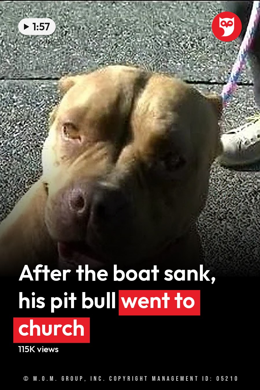 A light brown or tan pit bull with darker markings around its eyes and ears stands outdoors on concrete pavement in an urban setting, held by a person wearing a dark suit jacket and white sneakers. Another person is partially visible in the background. The headline runs in white letters across the lower third.