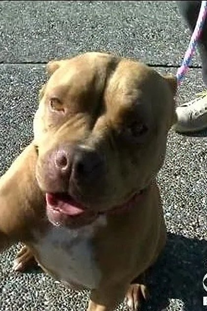 A light brown or tan pit bull with darker markings around its eyes and ears stands outdoors on concrete pavement in an urban setting, held by a person wearing a dark suit jacket and white sneakers. Another person is partially visible in the background.
