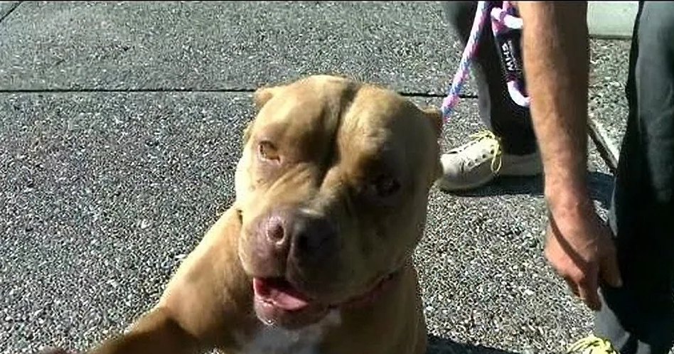 A light brown or tan pit bull with darker markings around its eyes and ears stands outdoors on concrete pavement in an urban setting, held by a person wearing a dark suit jacket and white sneakers. Another person is partially visible in the background.