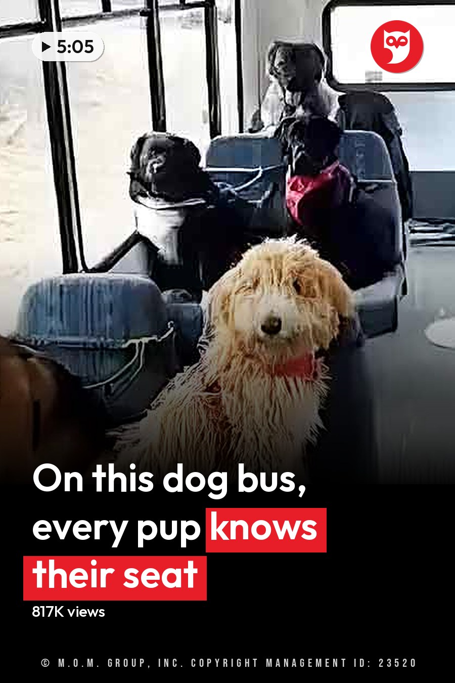 A golden retriever and a curly-haired dog with light brown and white fur sit among other dogs in rows on the seats inside a public transportation bus, daytime indoor setting. The headline runs in white letters across the lower third.