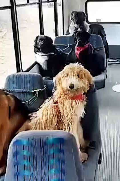 A golden retriever and a curly-haired dog with light brown and white fur sit among other dogs in rows on the seats inside a public transportation bus, daytime indoor setting.