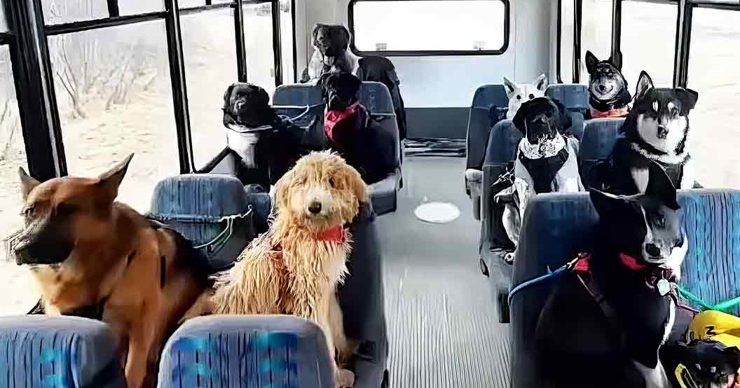 A golden retriever and a curly-haired dog with light brown and white fur sit among other dogs in rows on the seats inside a public transportation bus, daytime indoor setting.