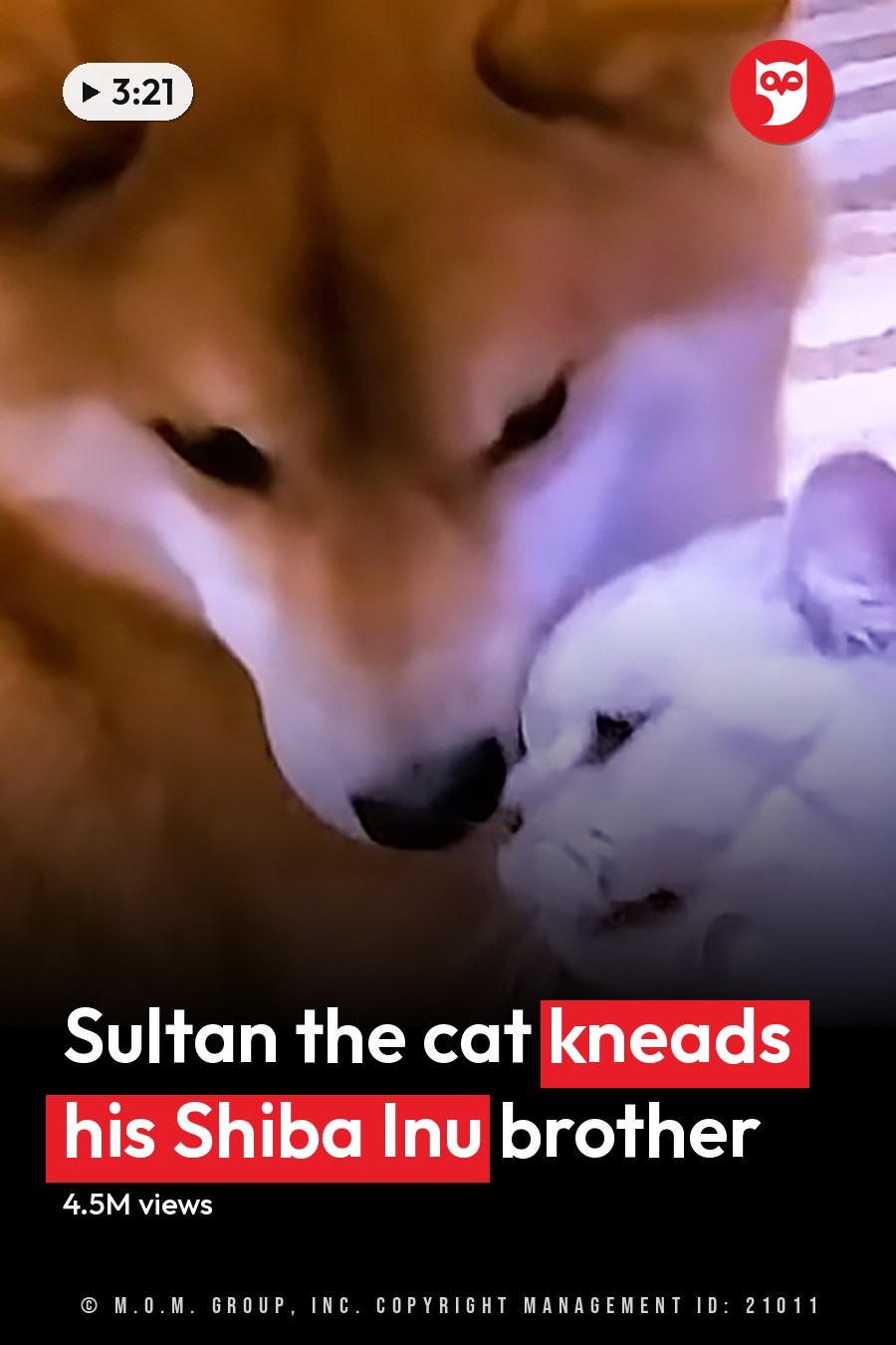 A Shiba Inu dog interacting with a fluffy white cat on an outdoor paved surface during spring or summer with bright sunlight. The headline runs in white letters across the lower third.