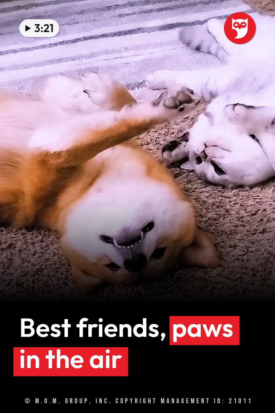 A dog and a cat lie on their backs on a carpet, side by side, with their paws up. A headline runs in white letters across the lower third.