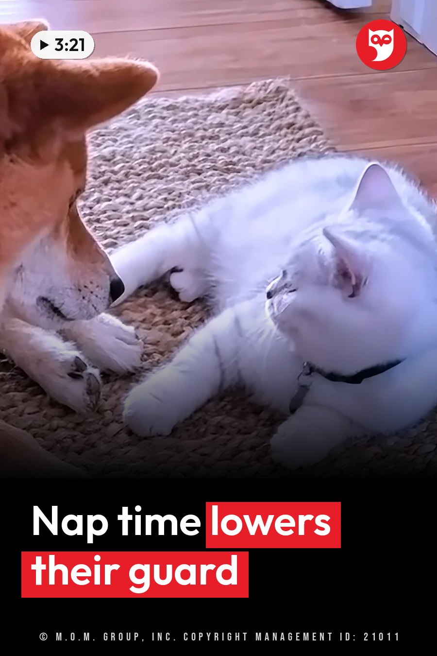 A white cat lies on a rug facing a brown dog that is resting nearby on the same rug. A headline runs in white letters across the lower third.