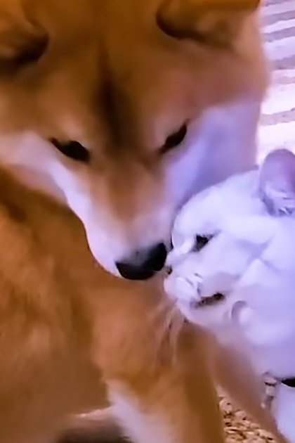 A Shiba Inu dog interacting with a fluffy white cat on an outdoor paved surface during spring or summer with bright sunlight.