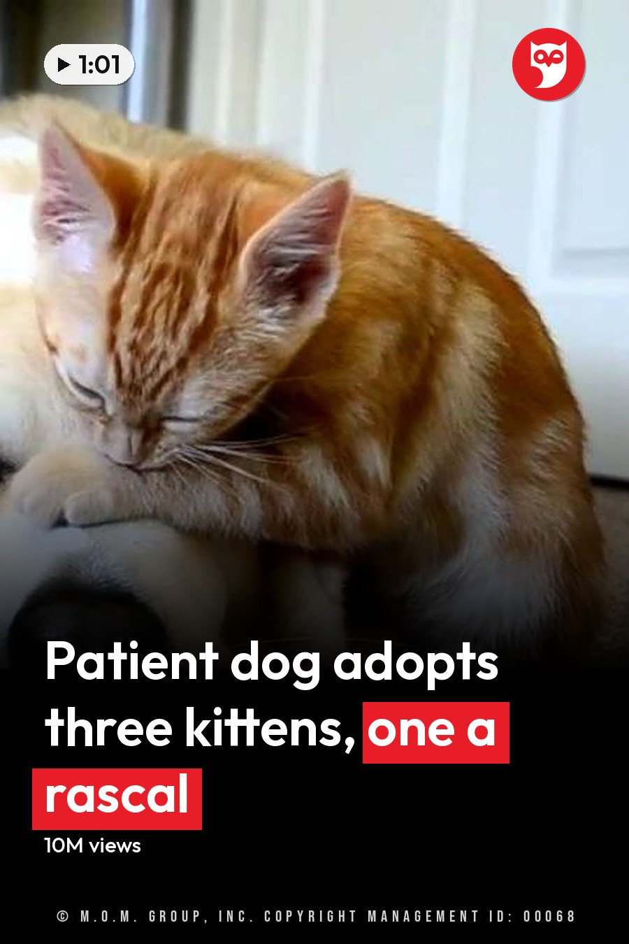 Two cats and a medium-sized dog resting on an indoor carpeted floor, possibly daytime. The headline runs in white letters across the lower third.