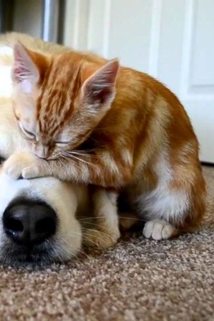 Two cats and a medium-sized dog resting on an indoor carpeted floor, possibly daytime.