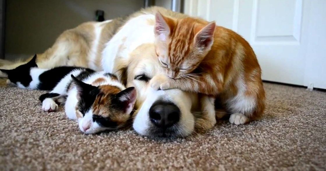Two cats and a medium-sized dog resting on an indoor carpeted floor, possibly daytime.