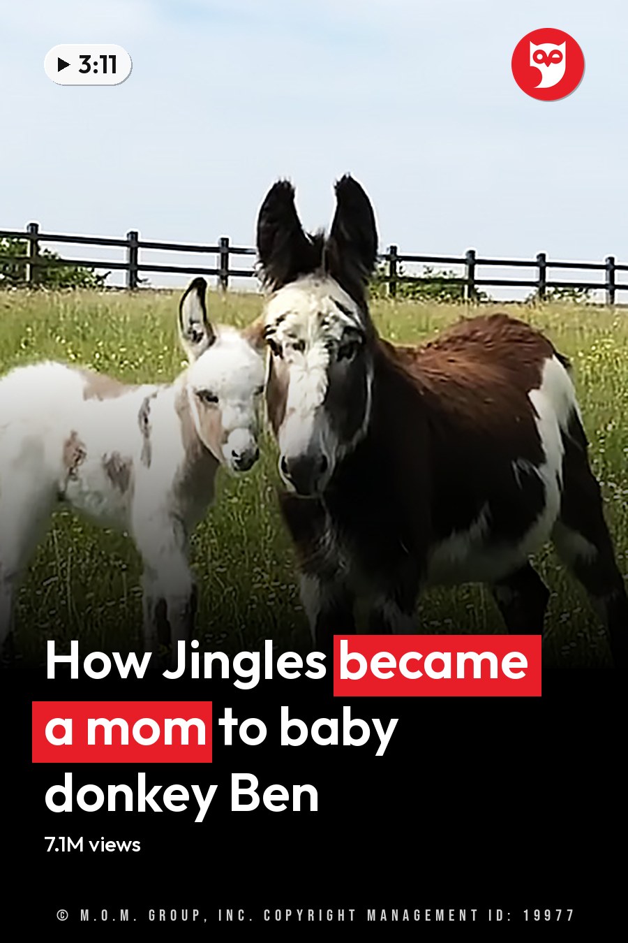 Two donkeys with brown and white markings and a juvenile predominantly white one stand in a grassy field enclosed by a wooden fence under a clear blue sky, suggesting daytime during spring or summer. The headline runs in white letters across the lower third.